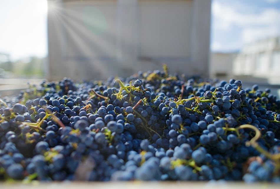 Decoy freshly picked red wine grapes in bin