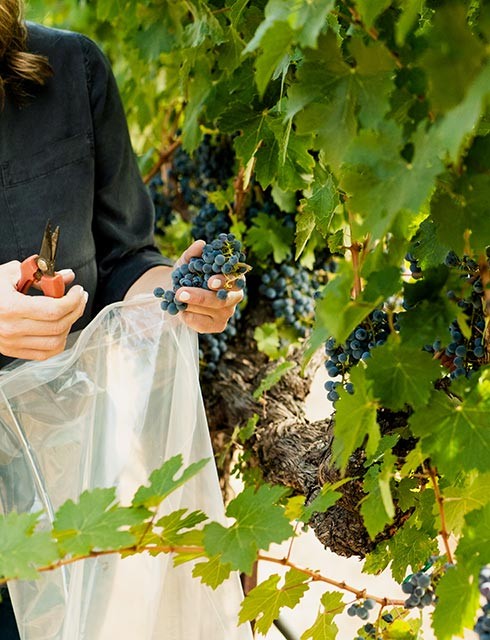 Worker trimming grapes from grapevine with shears